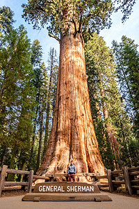 游客红杉公园前的世界上最大的树将谢尔曼树加州,美国图片