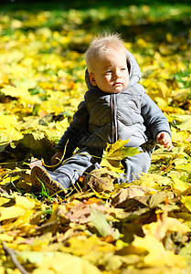 小孩背影户外穿着温暖背心夹克的蹒跚学步的孩子的肖像岁的小男孩,秋天公园里枫叶背景