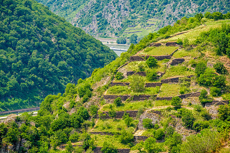 德国莱茵河谷莱茵峡谷的葡萄园图片