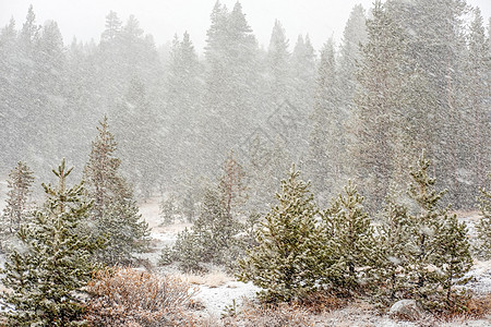 暴风雪开始约塞米蒂公园,蒂奥加通行证加州,美国图片