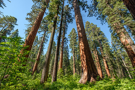 加州大树州公园的红杉树加州,美国高清图片
