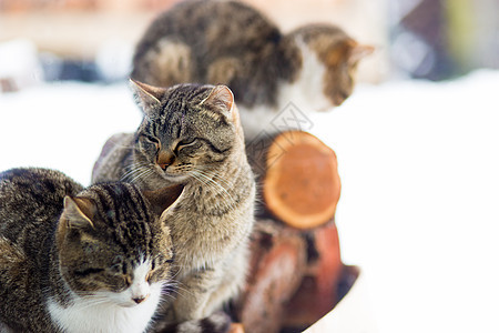 寒冷的冬天,猫雪地里图片