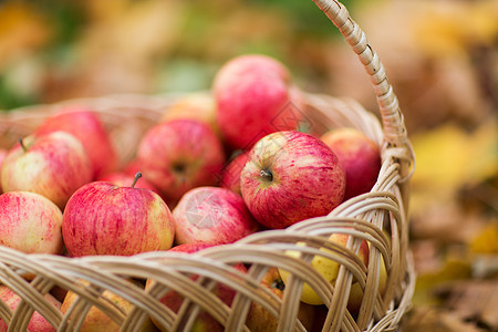 秋天来了农业,园艺,收获人们的秋天的花园里用成熟的红苹果把柳条篮子关来背景