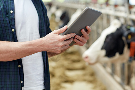 农业农业人类技术畜牧业奶牛场的牛舍里用平板电脑奶牛的人农民图片
