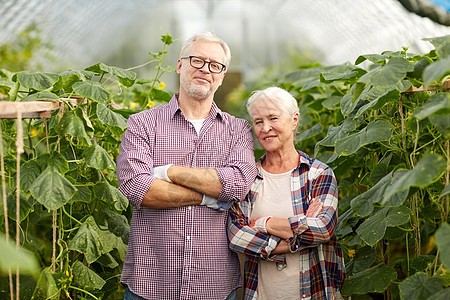 农业,园艺,农业人的快乐的老夫妇农场温室图片