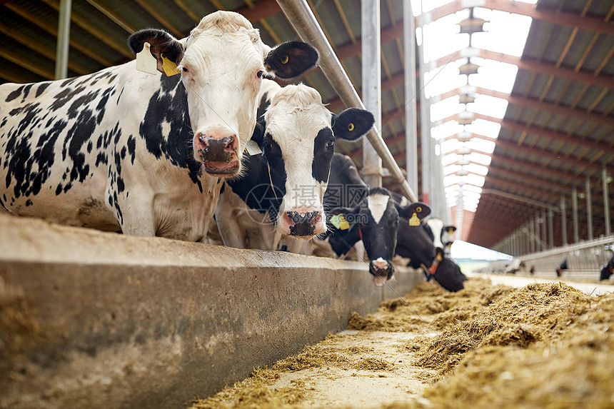 农业农业畜牧业奶牛场的牛舍吃干草的牛群图片