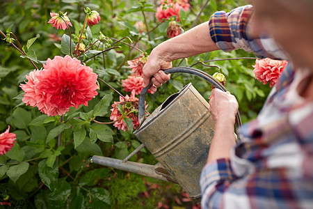 农业,园艺人的老年女子与浇水罐大丽花盛开夏季花园老妇女夏季花园浇花图片