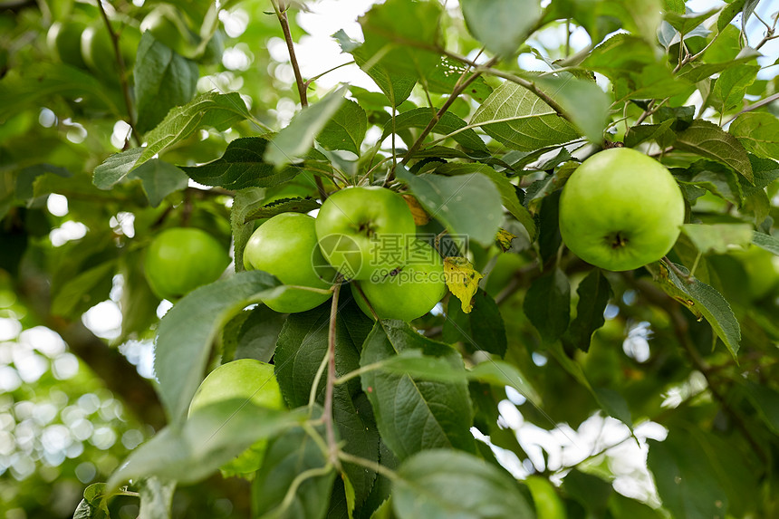 ‘~自然植物学园艺植物苹果树树枝的特写靠近苹果树的树枝  ~’ 的图片