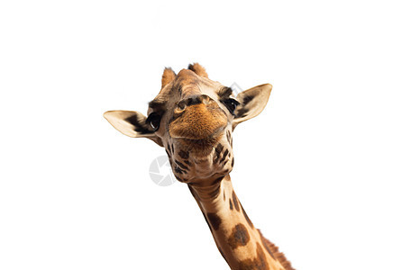 动物,自然野生动物的长颈鹿的头部孤立白色背景把长颈鹿的头贴白色上图片