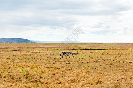 动物,自然野生动物斑马与婴儿放牧马赛马拉储备草原非洲斑马非洲的萨凡纳吃草图片
