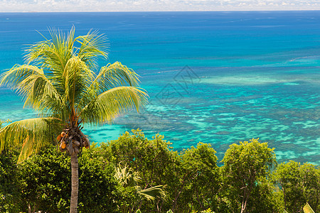 旅行,景观自然岛屿印度洋与棕榈树岛上看印度洋棕榈树图片