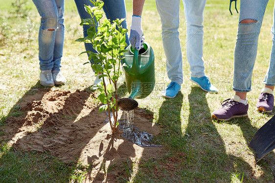 志愿服务慈善人生态群志愿者户外种植浇水树群志愿者种植浇水树图片