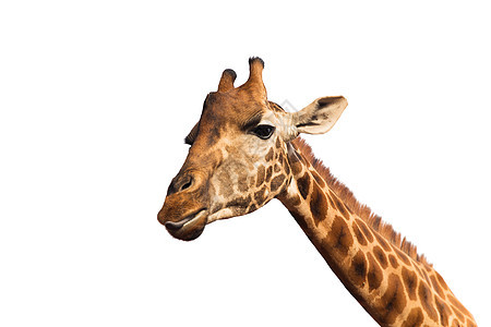 动物,自然野生动物的长颈鹿的头闭上长颈鹿的头图片