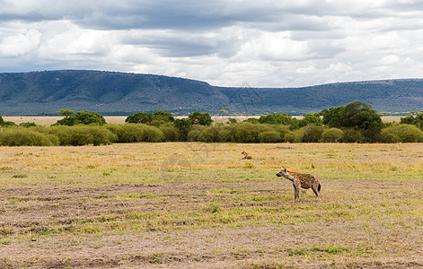 动物自然野生动物非洲马赛马拉保护区草原土狼族非洲大草原鬣狗家族图片