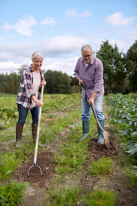 乡村背景农业,园艺,农业人的资深夫妇与铲子花园农场长的夫妇花园农场用铲子背景