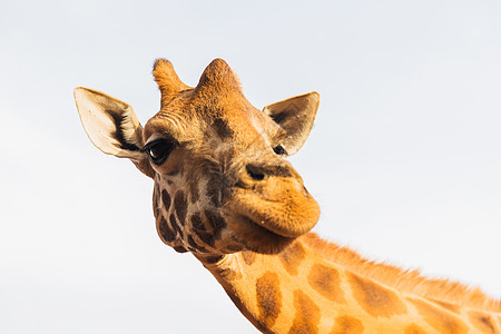动物,自然野生动物的长颈鹿非洲非洲的长颈鹿图片