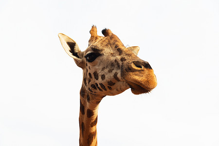 旅游头动物,自然野生动物的长颈鹿的头闭上长颈鹿的头设计图片