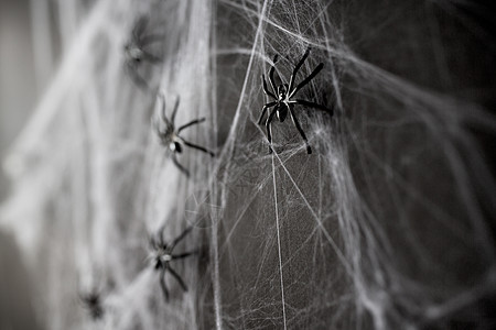 万节,装饰人工蛛网上的黑色玩具蜘蛛万节装饰黑色玩具蜘蛛网上图片