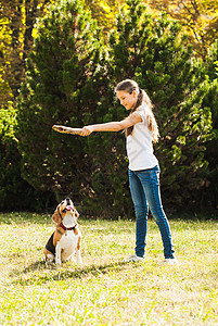 趣的女孩公园里扔棍子给活跃的比格犬女孩院子里只狗玩图片