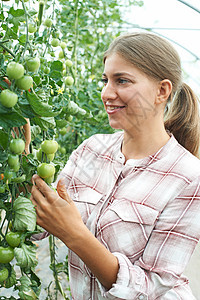 女农业工人温室检查番茄植株图片