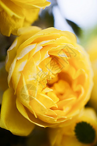 灌木上玫瑰的黄色花朵图片