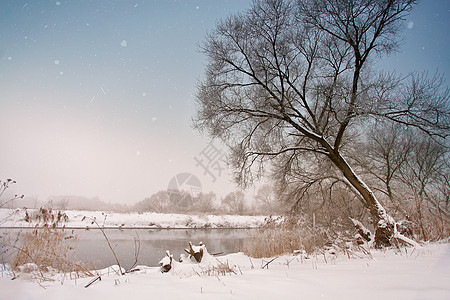 河上下雪了冬天雾蒙蒙的雪天气河岸上雪霜下的甘蔗草背景图片