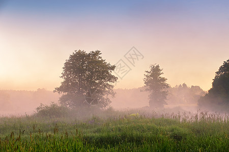 夏天朦胧的黎明沼泽上早上雾的沼泽朦胧的早晨图片