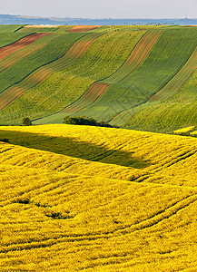 阳光明媚的早晨南莫拉维亚山丘上的春天农田捷克绿色春天田野农村农业场景图片