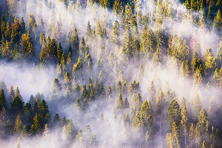 山上针叶林丽的雾景观日出,雾阳光松树杉林山图片