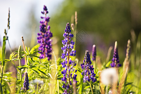多彩羽扇豆花新鲜羽扇豆特写绽放春天紫色羽扇豆花,夏季草地背景