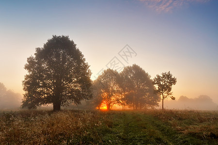 风景如画的秋天风景,朦胧的黎明草地上的橡树林里日出时草地上的橡树,阳光冲破晨雾图片