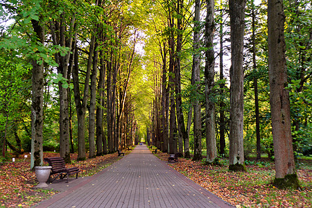 秋天的风景公园里美丽的秋天小径公园小巷里的老高林登树长凳阳光明媚的秋天花园步道与风景如画的彩色秋树图片