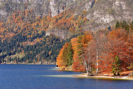 五彩缤纷的秋湖森林山脉后波欣杰湖高山村里比奇夫拉兹,斯洛文尼亚湖边秋色的木头图片