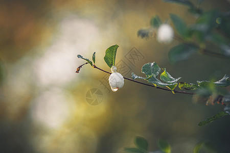 雪莓挂根小树枝上,秋天的朝阳下滴露珠图片