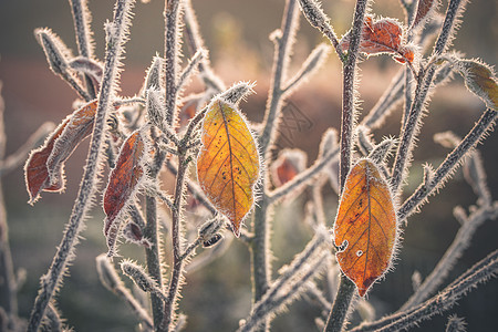 秋天的个寒冷的秋天早晨,日出时,五颜六色的叶子上覆盖着霜图片
