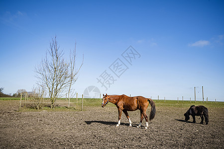 春天的农场里,用篱笆牧场上放牧马图片