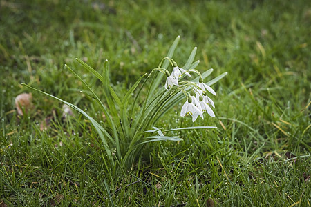 清晨,绿色草坪上的雪滴花,三月的绿草中露珠图片