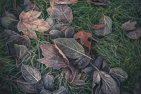 秋天,个寒冷的早晨,花园里,各种树木以美丽的秋天的颜色冻成的叶子图片