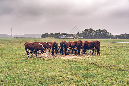 秋天,赫里福德奶牛绿色的田野上吃干草图片