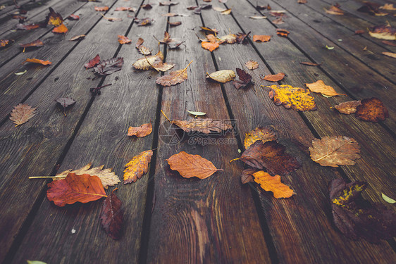 秋天的季节,秋天色彩鲜艳的秋叶,秋天的颜色潮湿的木板上,秋天的大自然中图片