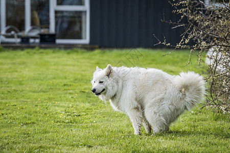 萨摩耶狗花园里的绿色草坪上倾倒,春天的背景里所房子图片