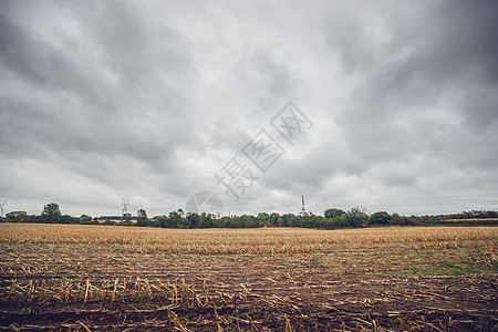 多云天气下,秋天田野上的玉米作物图片