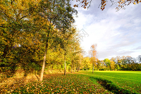 秋天公园里,排五颜六色的树,秋天的树叶阳光明媚的日子里覆盖着地图片