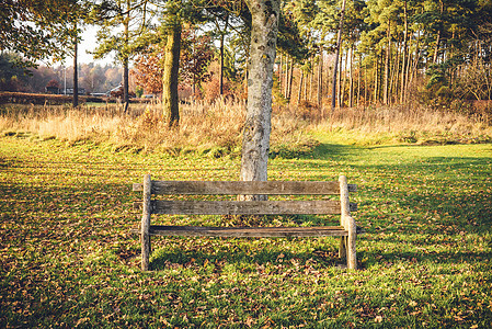 秋天公园里空荡荡的长凳,草地上秋叶,背景上树图片
