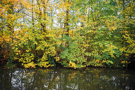 深色的湖泊,秋天五颜六色的树木,秋天的季节反射水中,明亮的秋叶呈黄色绿色图片