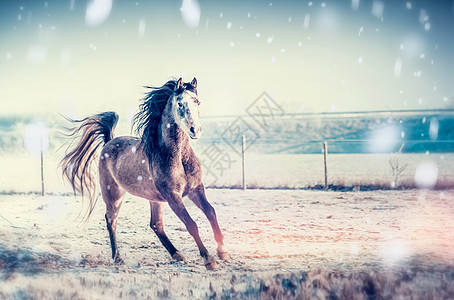 冬天的马寒冷的自然背景下雪地上奔跑图片