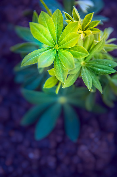 轻的羽扇豆植物超过花园甜菜,色调图片