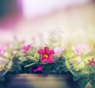 粉红牵牛花壶模糊的自然背景上,柔的色调图片