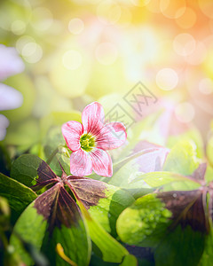 粉红色三叶草花模糊的花园背景上图片