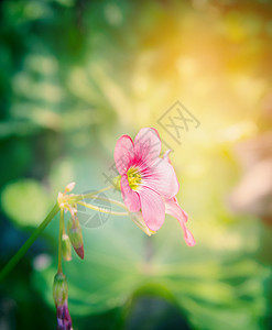 粉红色三叶草花模糊的花园背景上图片